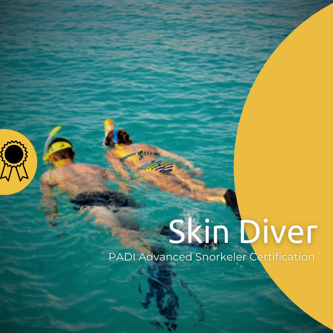 Skin Diver Advanced Snorkeler Certification