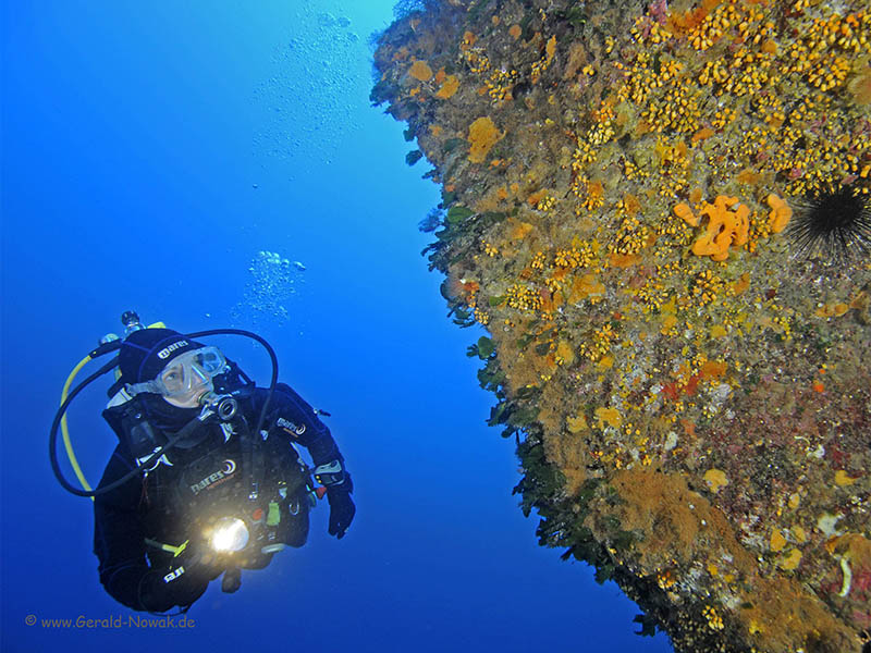 Scuba Diver with light on a wall with corals in Ustica 